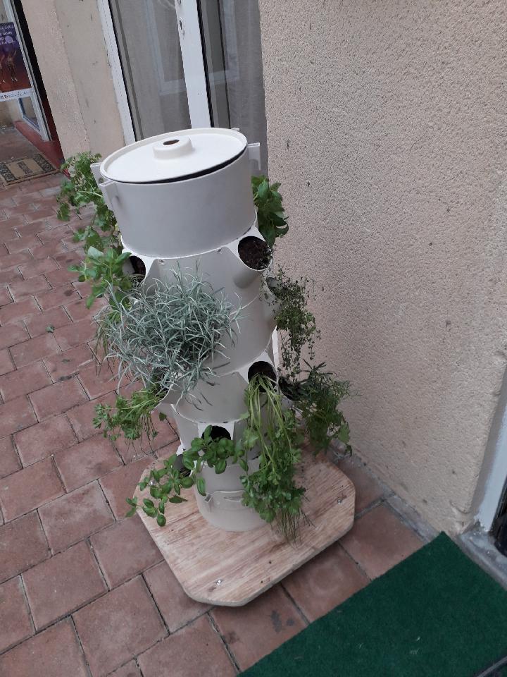 Apéritif avec herbes fraîches cueillies sur la colonne de culture
